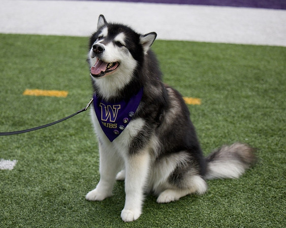 Washington Mascot