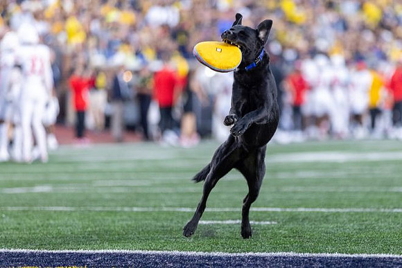 Michigan Stadium