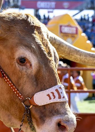 Texas Mascot