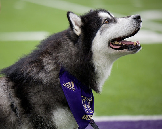 Washington Mascot