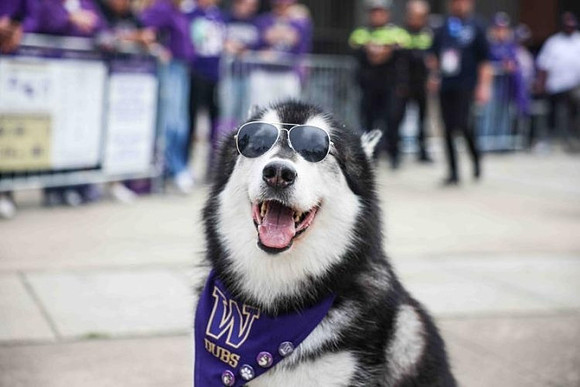 Washington Mascot