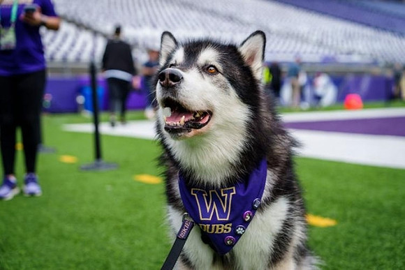 Washington Mascot