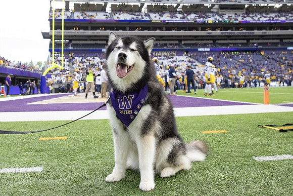 Washington Mascot
