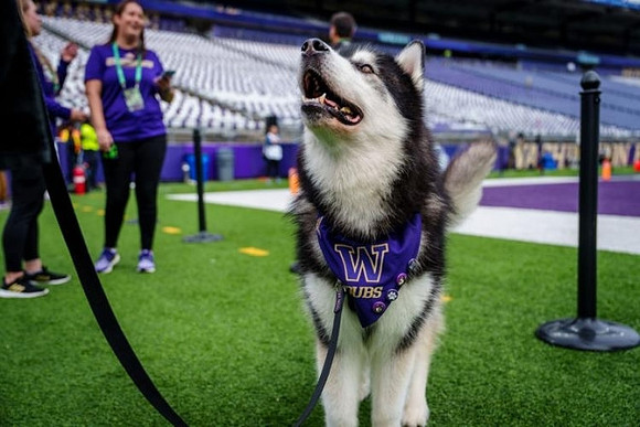 Washington Mascot