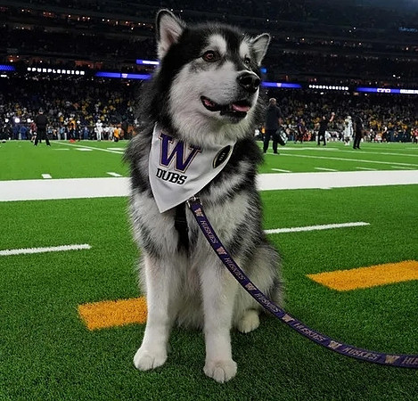 Washington Mascot