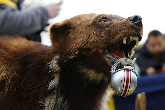 Michigan Wolverine