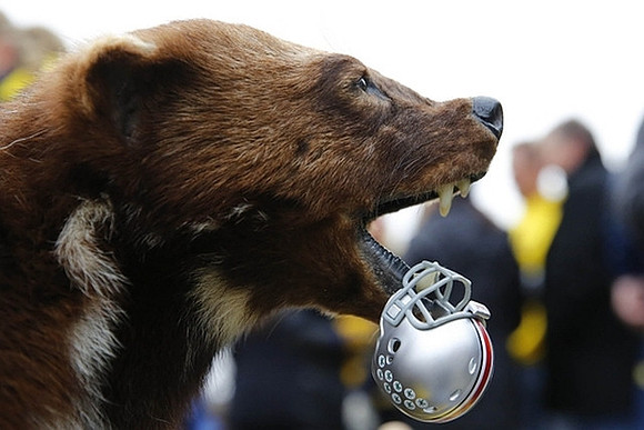 Michigan Wolverine