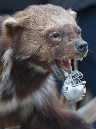 Michigan Wolverine
