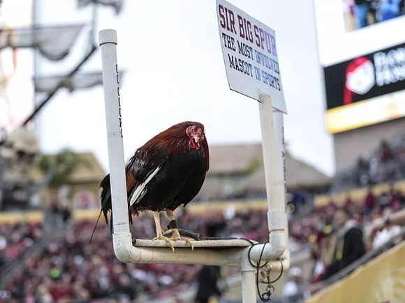 South Carolina Mascot