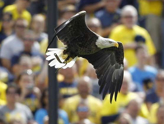 Air Force Falcon