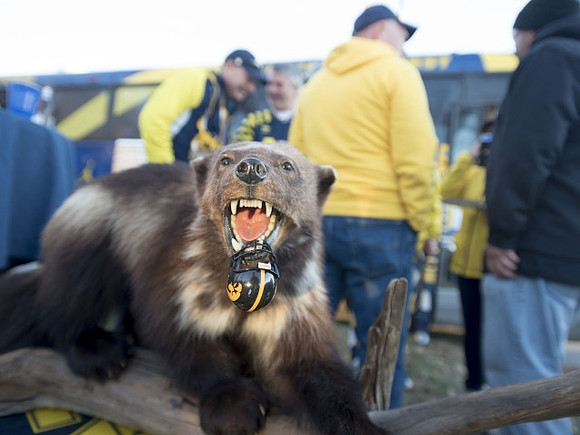 Wolverine