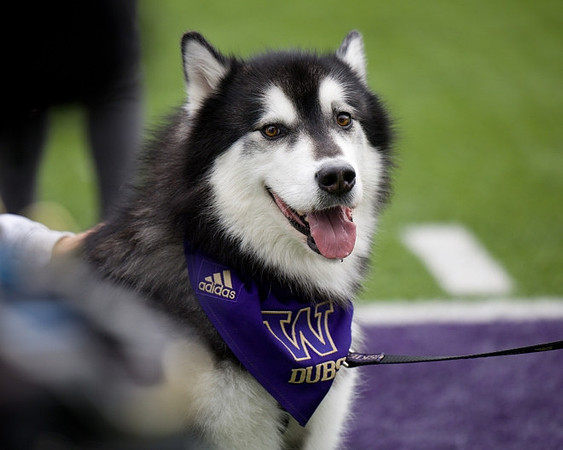 Washington Mascot