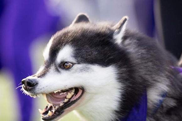 Washington Mascot
